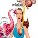 El papel de las endorfinas como neurotransmisores clave
