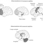 El poder y las limitaciones de la memoria humana