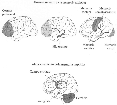 El poder y las limitaciones de la memoria humana