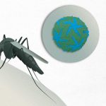 Enfermedad Japonesa: Encefalitis Virus y Prevención