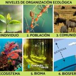 Estructura Jerárquica en la Ecología