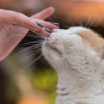 Estudio revela cómo los gatos influyen en sus dueños