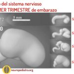 Evolución del sistema nervioso durante la gestación