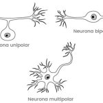 Funcionamiento y características de las neuronas unipolares