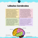 Funciones de los lóbulos cerebrales: guía completa