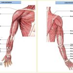 Guía Completa de los Músculos del Brazo