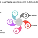 Guía esencial: Comprende los macronutrientes clave