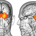 Impacto del Trastorno Bipolar en el Cerebro Humano
