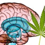 Impacto Duradero de la Marihuana en el Cerebro