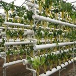 Innovación en invernaderos: cultivo asistido avanzado