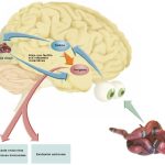 La conexión entre respiración y cerebro ansioso