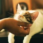 La conexión especial entre gatos y humanos