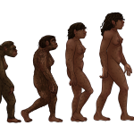 La sorprendente evolución de la autodomesticación humana