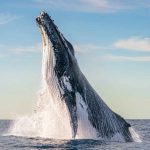 Las ballenas jorobadas dominan el uso de herramientas
