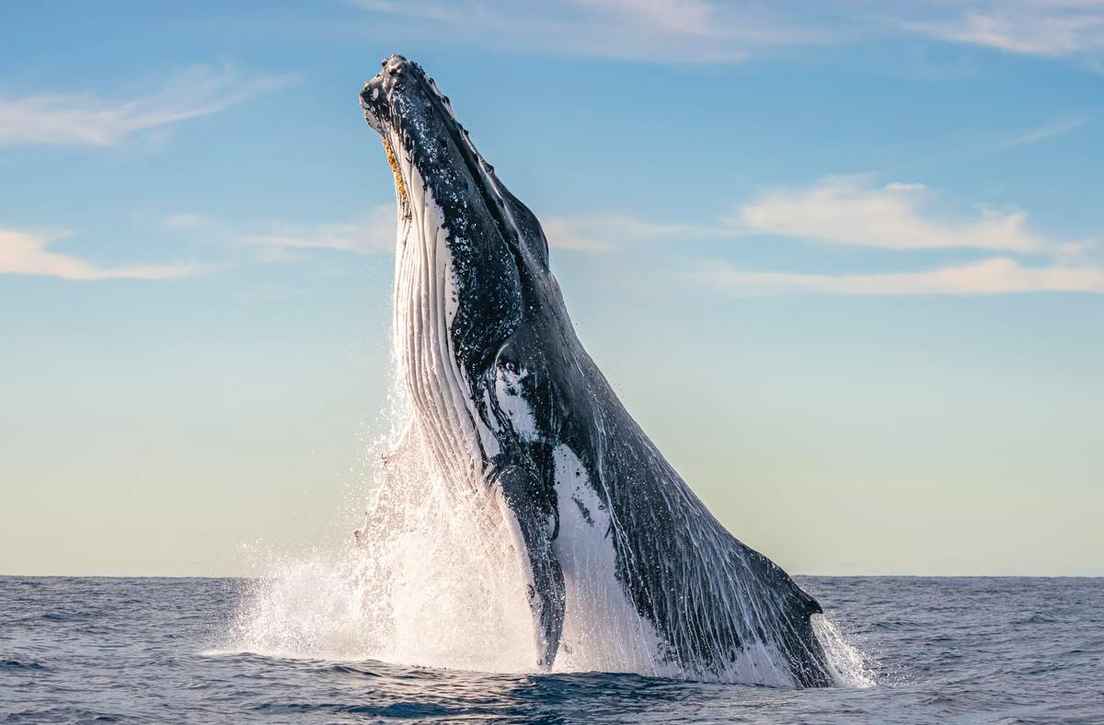 Las ballenas jorobadas dominan el uso de herramientas