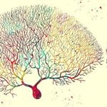 Las fascinantes funciones de las neuronas de Purkinje
