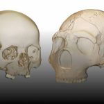 ¿Los neandertales tenían la capacidad del habla?