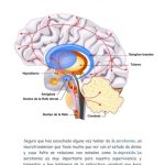 Los secretos de la formación reticular