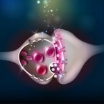 Los Secretos Detrás de los Neurotransmisores de la Felicidad