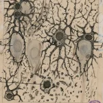 Los secretos fascinantes de las dendritas en el cerebro