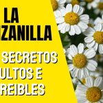 Los secretos ocultos de la manzanilla