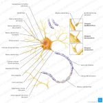 Misterios de la Despolarización Neuronal: Funciones y Significado