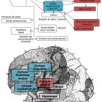 Misterios de las Neuronas Bipolares: Función y Significado