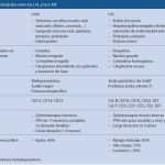 Misterios de los linfoblastos: funciones y características clave