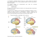 Misterios del Giro Frontal Inferior: Clave Cerebral Oculta
