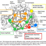 Misterios del giro supramarginal revelados