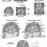Misterios del Giro Temporal Inferior: Un Enigma Cerebral
