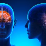 Misterios del Lóbulo Occipital: función y conexiones visuales