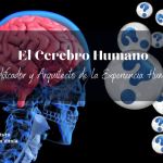 Misterios del Lóbulo Temporal: Funciones y Secretos Revelados