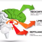 Misterios del Neocortex: El Futuro de la Inteligencia Humana
