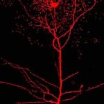 Neurociencia del escaramujo: Conexiones sorprendentes en el cerebro