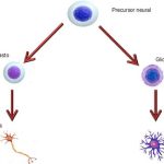 Neurogénesis: formación de neuronas nuevas