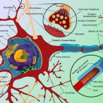 Neurona-Zombie y su Influencia en el Dolor Crónico