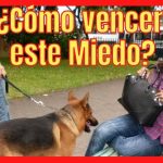 Profundiza en la condición neurológica de la colpocefalia