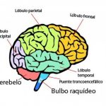 Razones del cerebro para buscar comprensión constante