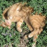 Razones detrás de la ebriedad en animales