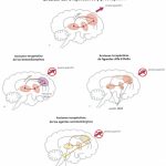 Refuerzos entre ansiedad y rumiaciones: ¿Cómo se conectan?