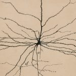 Regeneración de neuronas: un nuevo horizonte científico