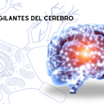 Secretos de la Barrera Hematoencefálica: Función y Mecanismos Clave