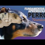 Secretos de la Conducta Animal y el Cerebro