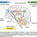Secretos de la neurobiología del TDAH al descubierto