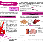 Secretos del Complejo Pre-Bötzinger: Centro del Ritmo Respiratorio