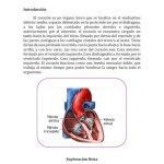 Secretos del corazón: Una mirada a los focos cardíacos
