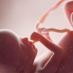 Secretos del endodermo: Funciones y desarrollo embrionario