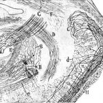 Secretos del giro fusiforme revelados en nuevas investigaciones
