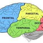 Secretos del lóbulo frontal del cerebro